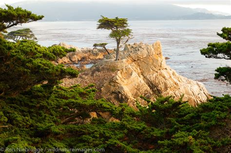 The Lone Cypress Photos By Ron Niebrugge