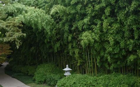 Bamboo For Japanese Gardens Bambu Batu