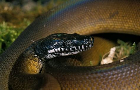 White Lipped Python 101 Care Diet Habitat Setup And More