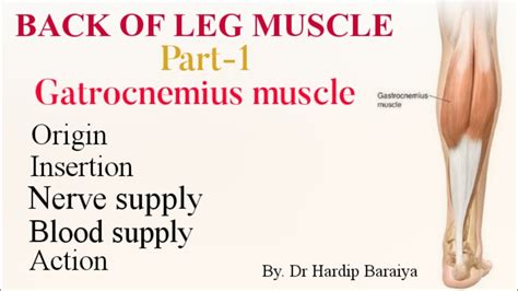 Gastrocnemius Muscle Origin Insertion Nerve Supply Blood Supply