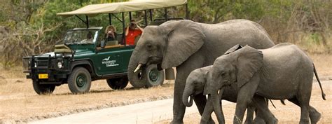 Safaris Wildlife Malawi Tourism