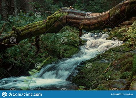 Wild Cascade River Situated In Cold Evening Forest Mountain Environment