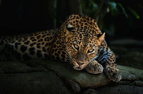 Isn't it nice to hear! 4k Leopard, HD Animals, 4k Wallpapers, Images, Backgrounds ...