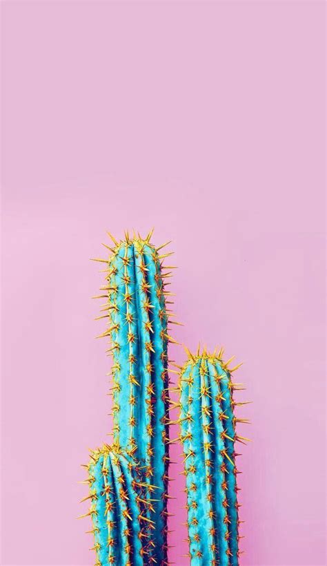 Minimalist Cactus Iphone Wallpapers Top Những Hình Ảnh Đẹp