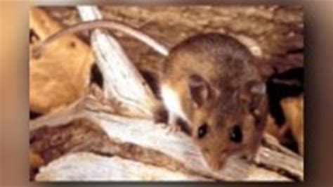 First Hantavirus Case In Six Years Confirmed In Grant Co