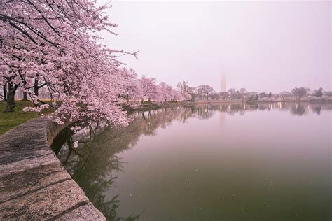 Cherry Blossoms In Fog Photograph By Michael Donahue