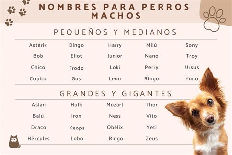 Nombres De Perros Machos De Lo M S Originales Arsveterinaria