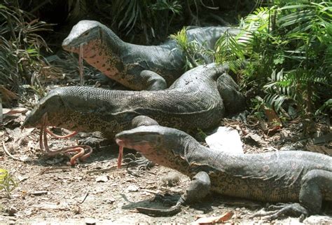 First Humans In Australia Lived Alongside Giant Predator Lizards