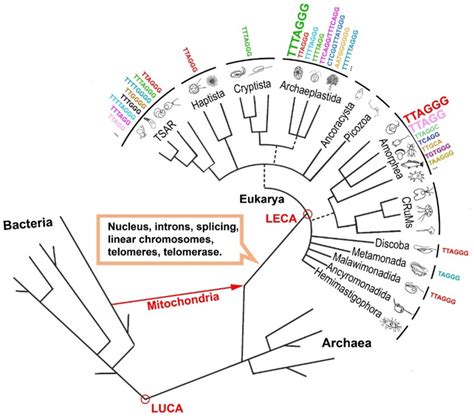 Telomeres And Telomerase In The Evolutionary Tree A Simplified Download Scientific Diagram