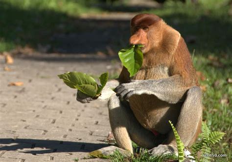 Proboscis Monkeys Up Close Travel The World