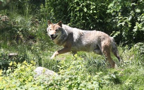 Grey Wolf Spotted Between Frances Charente And Dordogne For First Time