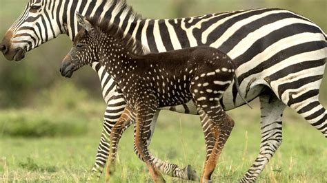 Rare Spotted Baby Zebra Discovered By Wildlife Photographer Photo