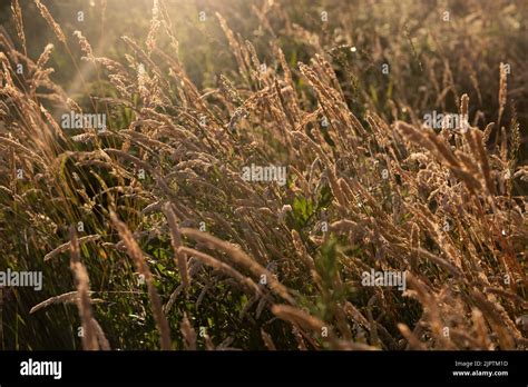 Beautiful Soft Focused Grasses And Seidges On Beautiful Sunny Day