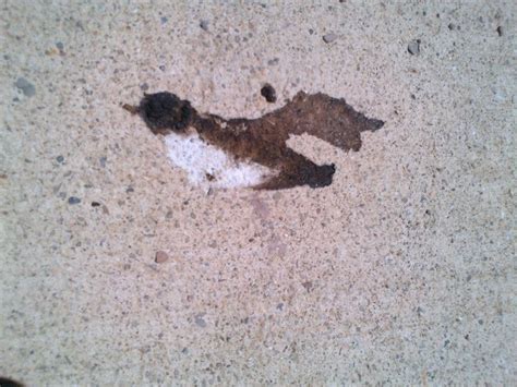 This Bird Poop Looks Like A Bird Mildlyinteresting