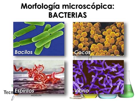 Morfologia De Las Bacterias