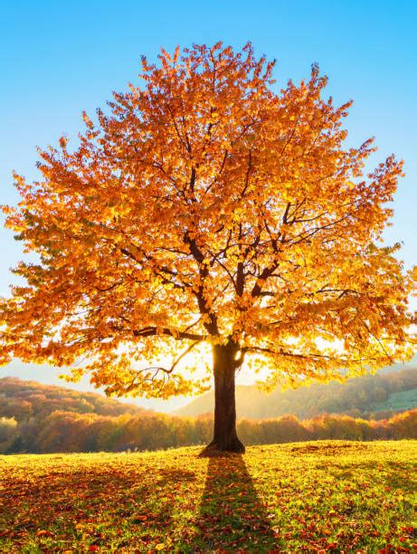 Arbre Automne Banque Dimages Et Photos Libres De Droit Istock