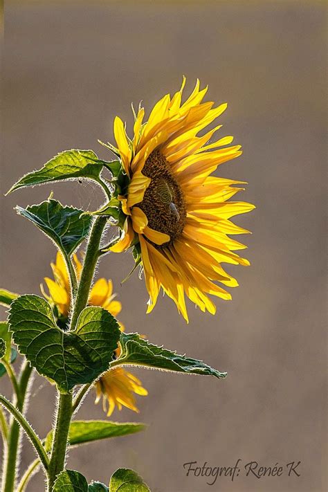 Pin On Sunflowers 🌻