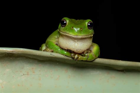 Green Tree Frog Litoria Caerulea Stock Photo Image Of Nature