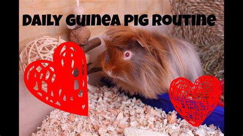 Daily Guinea Pig Routine 2013 Youtube