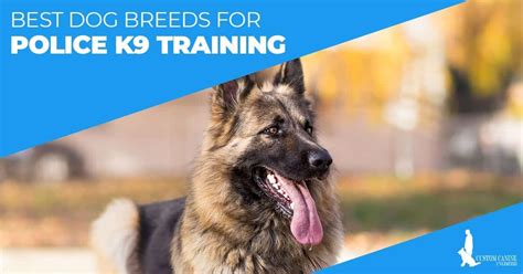 K9 Training Best Dog Breeds For Police K9 Training