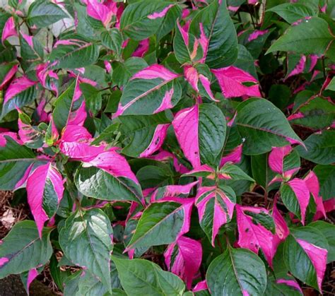 Takes both sun or shade, perfect accent plant that attracts attention of everyone who's passing by. Ralph Edge: " Party Time"!!!!!!!!! Alternanthera ...