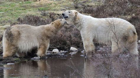 Polar Bears Arktos And Victoria Mating At Rzss Park Bbc News