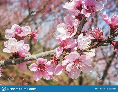 Flowering Fruit Peach Tree In The South Of Russia Stock Image Image