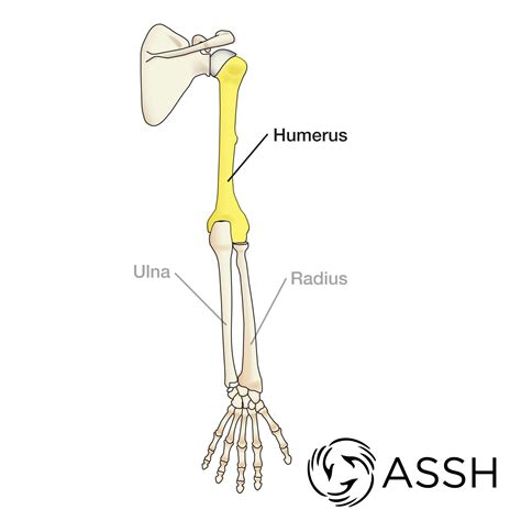 Forearm And Hand Bone Anatomy