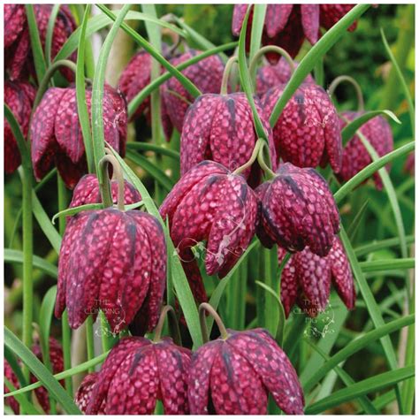 Fritillaria Meleagris Snakes Head Lily Seeds Exquisite Chequered Flo