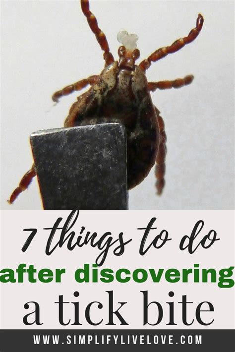 Wondering What To Do After A Tick Bite 7 Steps To Take Simplify