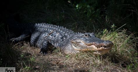 Alligator Bites Off Florida Womans Arm Huffpost