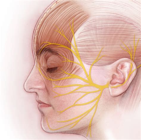 Anatomy Of The Facial Nerve Art As Applied To Medicine