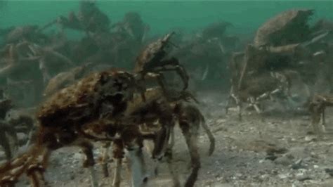 Crab Gif Find Share On Giphy