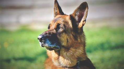 German Shepherd Temperament And Traits Muddy Paws Dog Blog