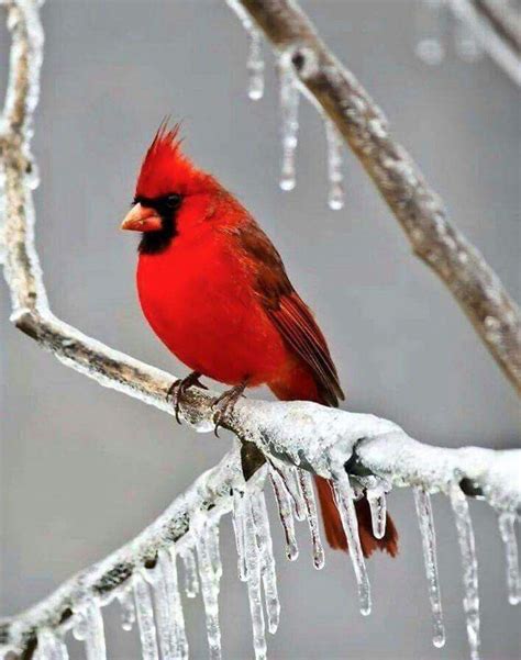Cardinal Beautiful Birds Pet Birds Red Birds