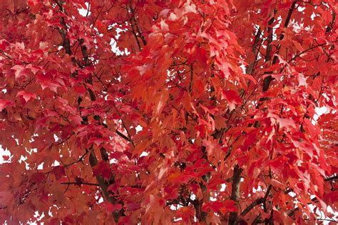 Free Stock Photo 5172 Red Autumn Leaf Background