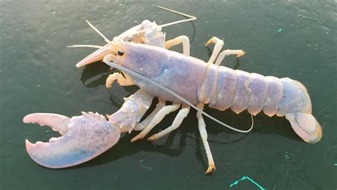 Rarest Of Them All White Lobster Caught Off Maine Coast