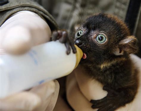 50 Cute Baby Animals That Will Melt Even Stone Cold Heart