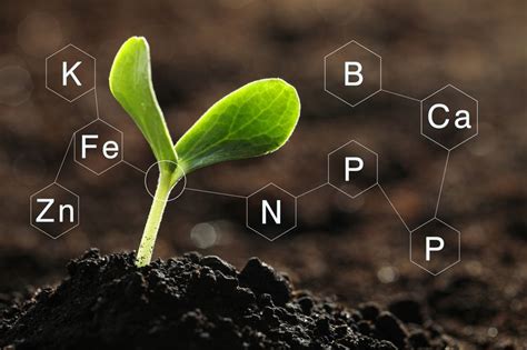 Nutrientes Del Suelo Qué Son Y Para Qué Sirven Articulos Abc Color
