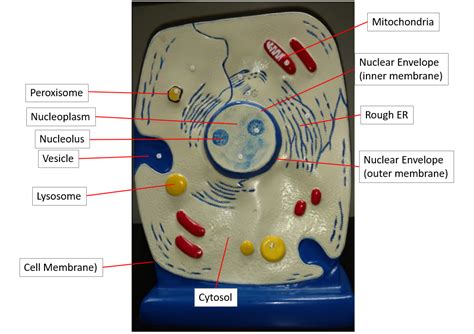 The key feature that separates us (eukaryotic cells, include all the animals and plants) from bacteria (prokaryotic cells) is the nucleus. Anatomy of the Cell SAC - SCIENTIST CINDY