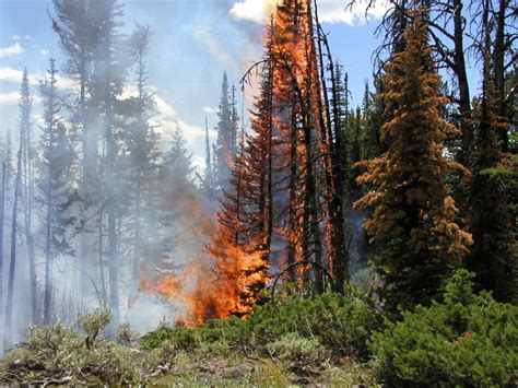 Forest Fire In Yellowstone National Park Wyoming Image Free Stock