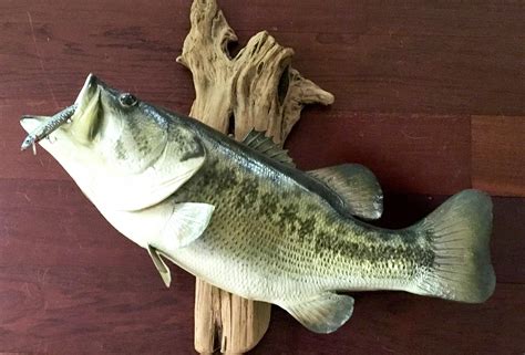 Find Trophy Largemouth Bass In Small Ponds Laptrinhx News