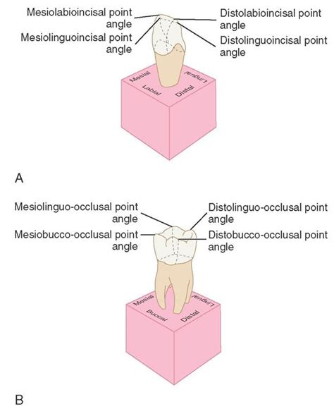 A Point Angles On Anterior Teeth B Point Angles On Posterior Teeth