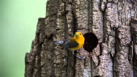 Prothonotary Warbler Nest Youtube