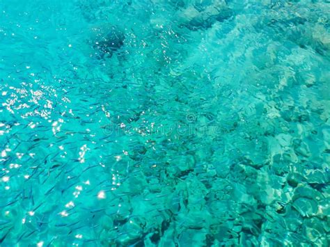 Crete Greece Picture Of Fish Swimming In A Turquoise Sea Stock Image