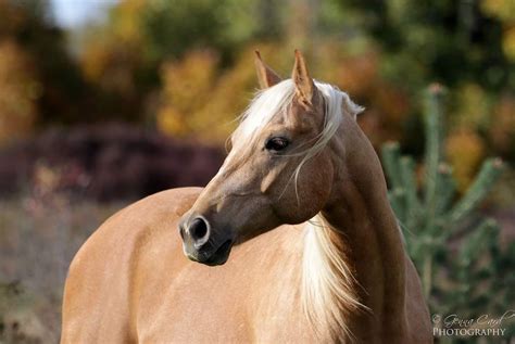 Palomino Quarter Horse Photo By Gennacardphotography On Etsy Card
