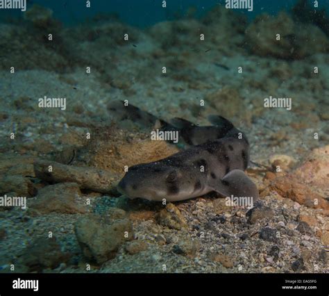 Nursehound Shark Scyliorhinus Stellaris From The Mediterranean Sea