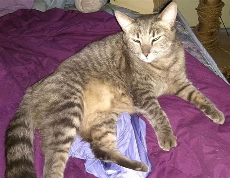 Lost Cat Other In Santa Fe Springs Ca Lost My Kitty