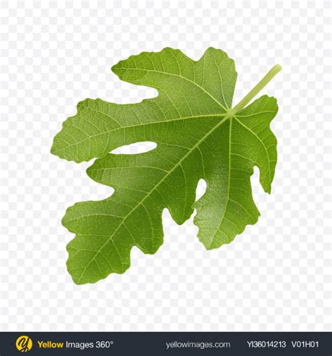 Download Fig Tree Leaf Transparent Png On Yellow Images