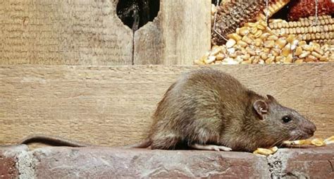 Rat Rodent Genus